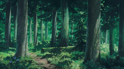 a forest with tall trees and grass.jpg