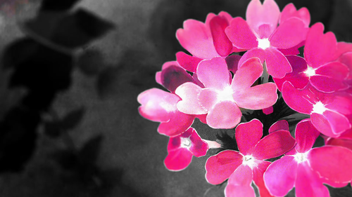 a group of pink flowers 01.png