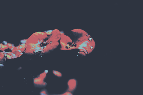 a close up of water droplets on a red object.png