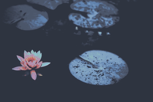 a flower next to lily pads.png