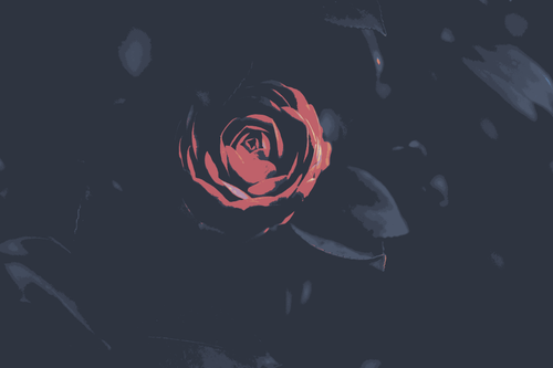 a close up of a rose.png
