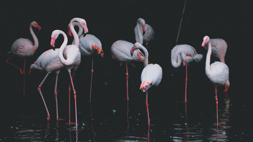 a group of flamingos standing in water.jpg