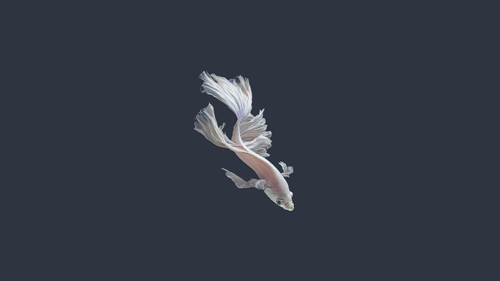 a fish with long tail.png