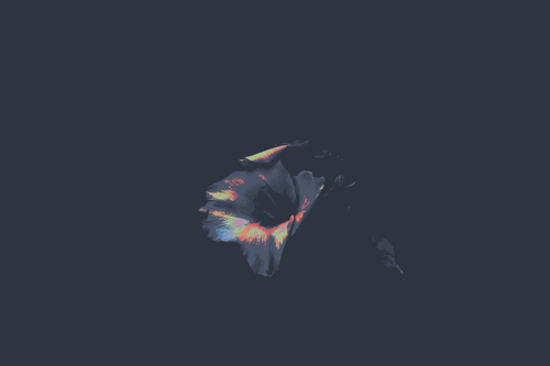 a flower on a black background.png