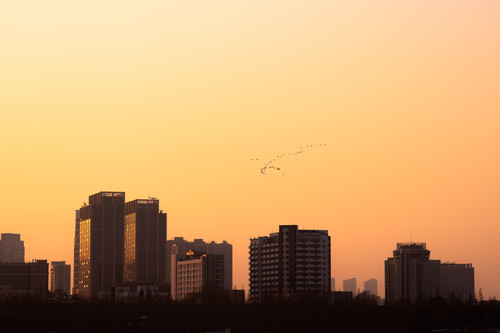 a group of birds flying in the sky over a city.jpg