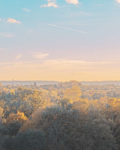 a landscape of trees with yellow leaves.jpg