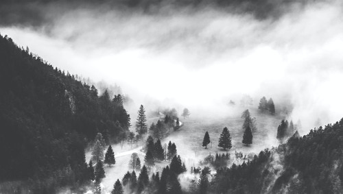 a foggy landscape with trees and a road.jpg