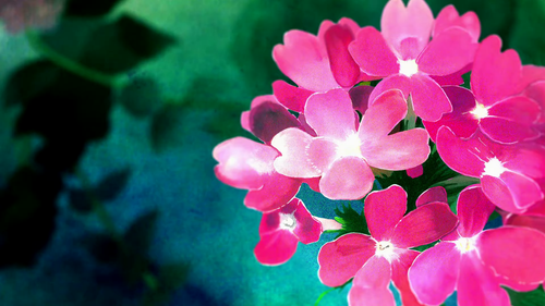 a group of pink flowers.png