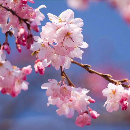 cherryblossom seed2plant.jpg