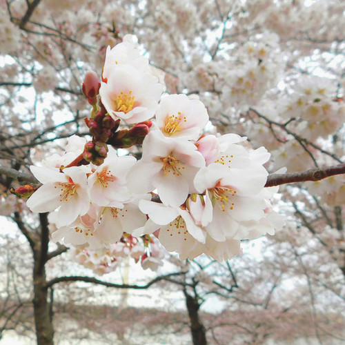 whitecherryblossom prunus taihak.jpg