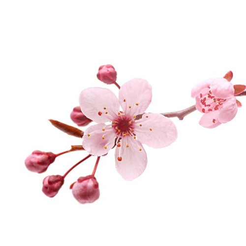 pink cherry blossom sakura on 60.jpg