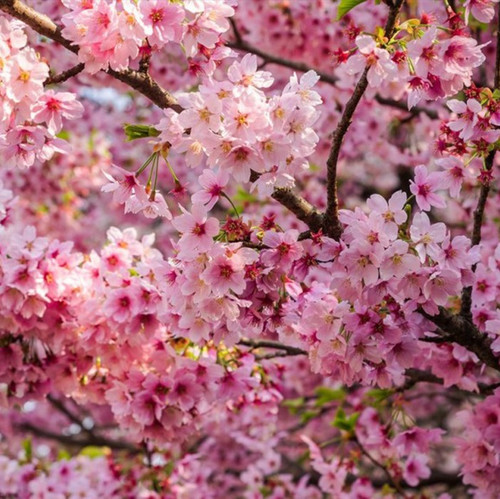 himalayan cherry blossom 703x700.jpg