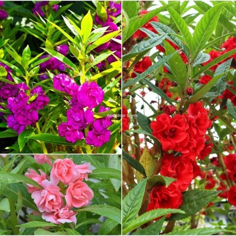 32 balsam mix flower seeds garde.jpg