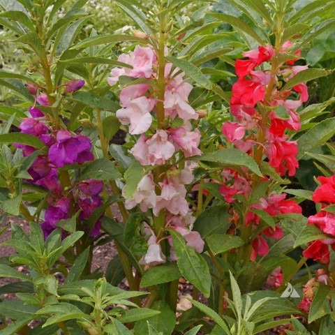 35 nsic326 nurseryserve original.jpg