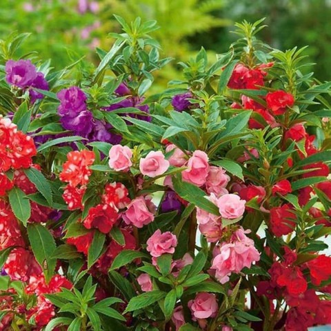 45 winter season flower seeds bj.jpg