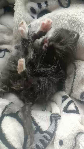 d FReQRCC8kkMZpn.jpg