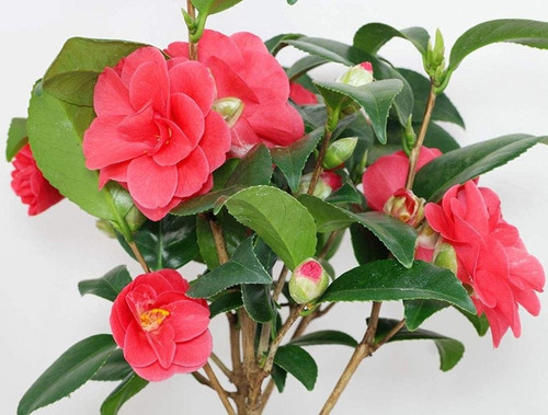 live camellia flower plant in po.jpg