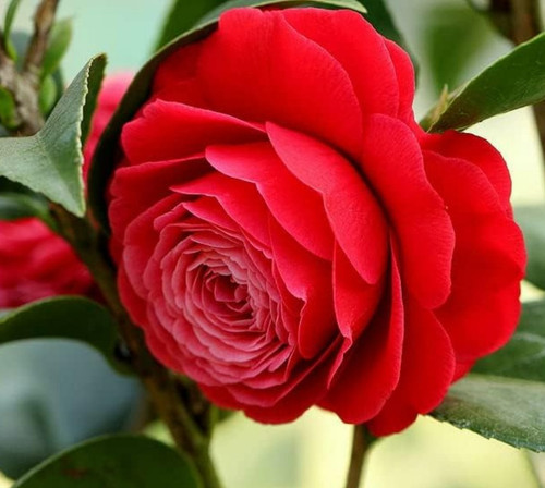camellia flower live plant.jpg