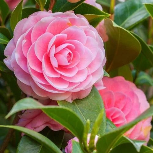 pg camellia sasanqua 800x800 500.jpg