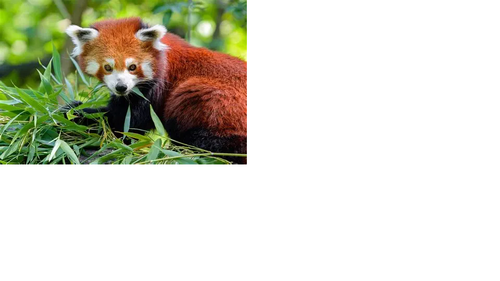 panda merah.png