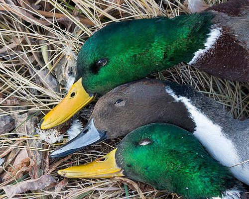 Duck Hunting in Colorado  - Birds and Bucks Outdoors.jpg
