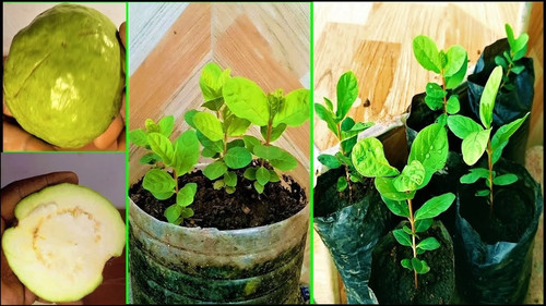 green guava plant.jpg