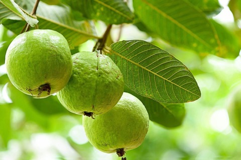 5 guava psidium guajava amrud fr.jpg