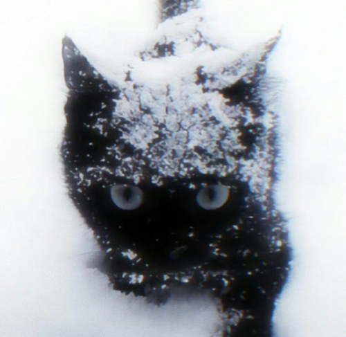 Image 1761258210472.png