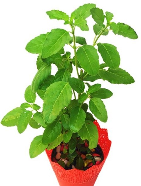 yes perennial yes tulsi plant fy.jpg