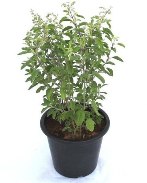 no perennial yes tulsi 01 small.jpg