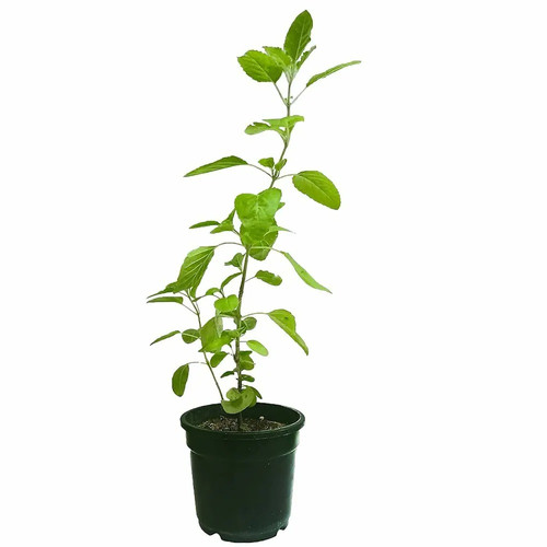 lilplants live tulsi plant holy.jpg
