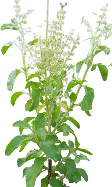 tulsi basil live plant holy basi (1).jpg