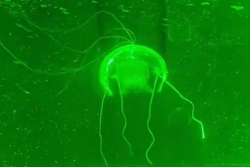 gaMDZ IeKF1KMb DSxEEef9ESbX548DDexdU5qXxlAfavk77jva21QB3H Pv66EbIpHSv292JnYXMfrGUzWgKMtw72uu4E2GxoRK.jpg