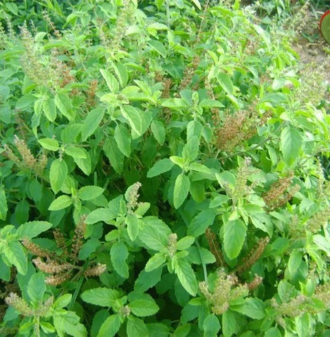 annual yes yes rama tulsi 1 pot.jpg