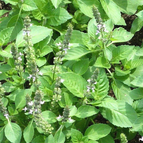 plantzoin holy basil tulsi ocimu.jpg