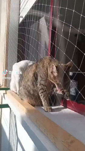 41eJiOXe2cBi6a A.jpg