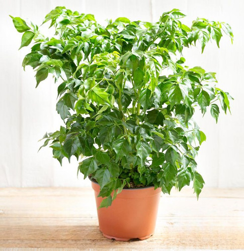 CCCC (7).jpg