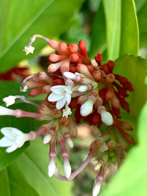 Rauvolfia serpentina, Indian snake root plant.jpg