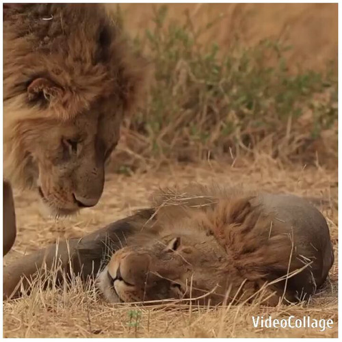 iiS bztzIeTWGcb9.jpg