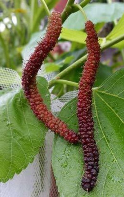 shahtoot mulberry plant 1 greenu.jpg