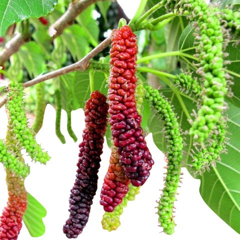 50 fub1905ssd redoak original im.jpg