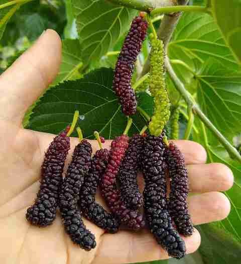 no annual yes live mulberry plan.jpg