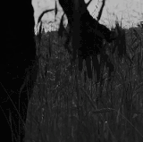 1000043144.gif