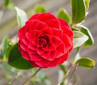online plant bazar red camellia (1).jpg