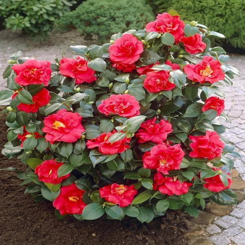 online plant bazar red camellia.jpg