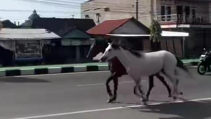 Viral Kuda Lari Santuy di Jalanan Solo-Jogja, Ini Fakta di Baliknya