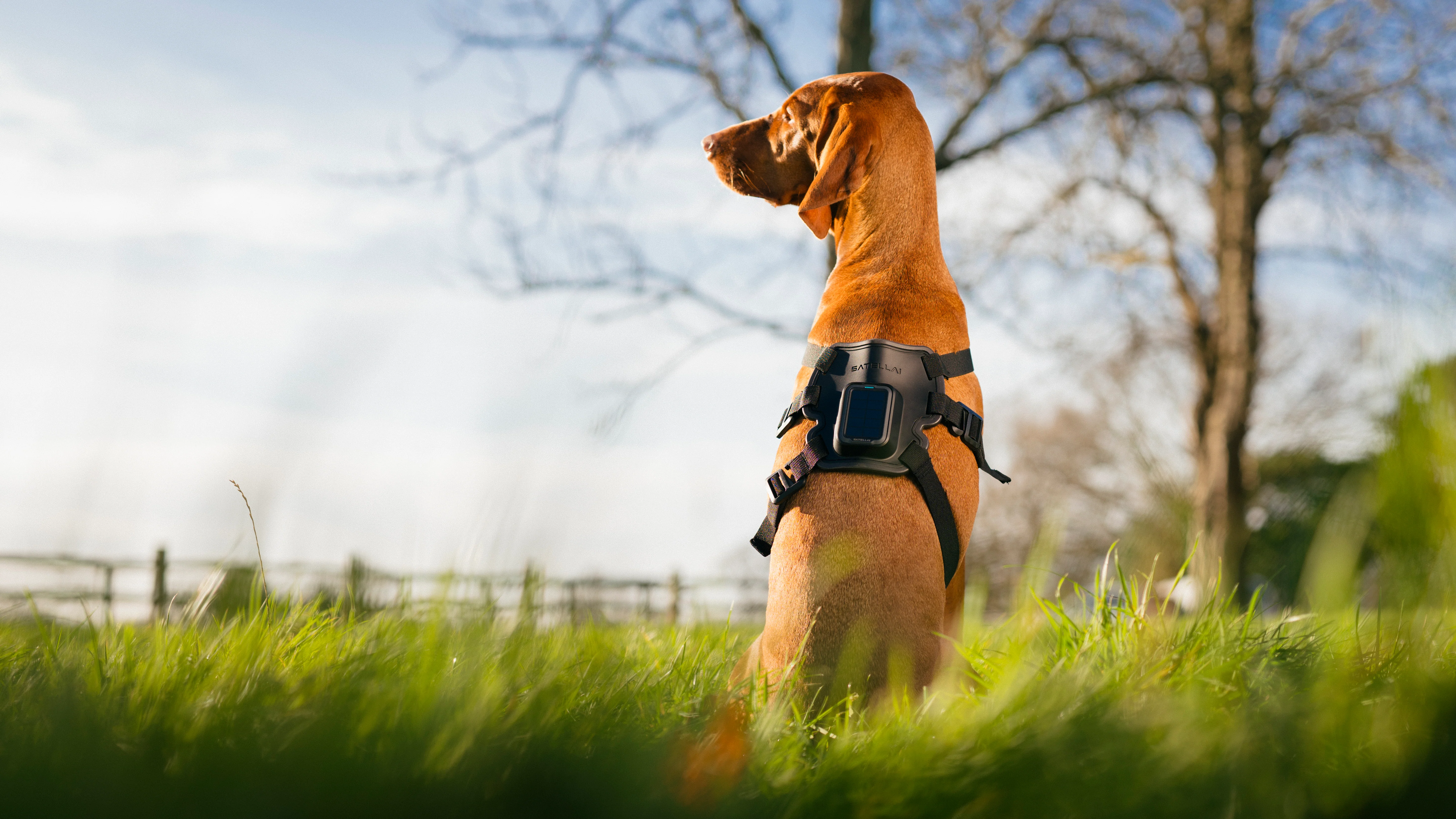 SATELLAI Review: The AI-Powered GPS Dog Collar That Changes the Game