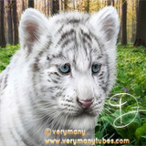 D Little White Tiger avatar