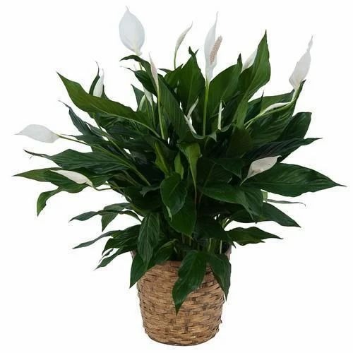 spathiphyllum peace lily plant 5.jpg