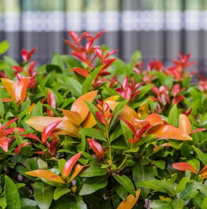 selective focus for syzygium aus.jpg